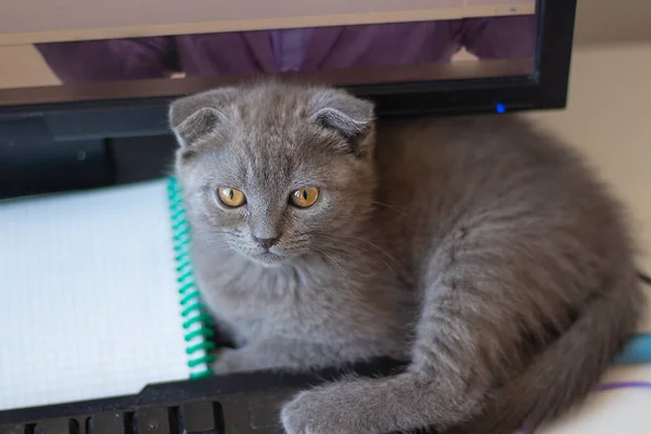 Cute cat lying next to the computer