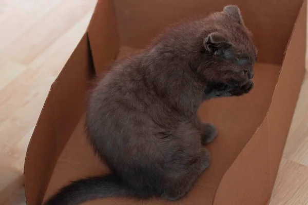 Grå kattunge sitter i en låda och ser ljust ut — Stockfoto