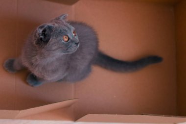 Gri kedi yavrusu bir kutuda oturur ve sade bir şekilde görünür.