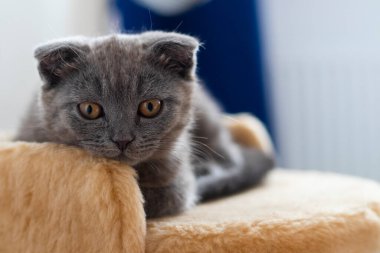 Lop kulaklı kedi, gün ışığında kürkün üzerinde yatıyor.