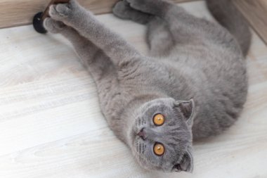 Yatak odasındaki yatakta yatan evcil kedi. Pembe kravatlı kedi kameraya bakıyor..