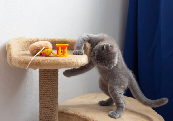 Tabby kitten playing with silver rattle on gray. gray scottish fold kitten