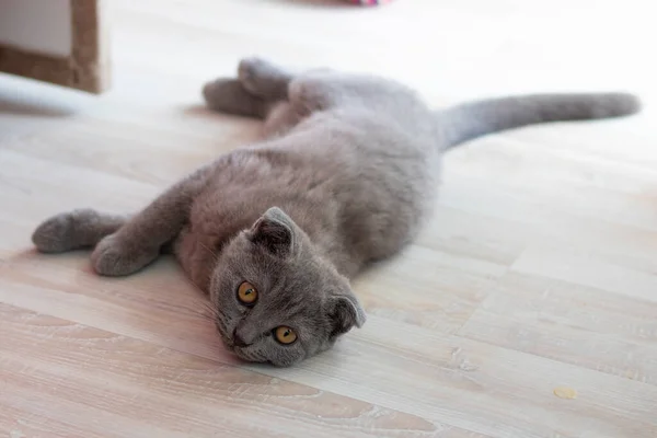 Gato Fofo Cinzento Conceito Animais Estimação Banner Para Site — Fotografia de Stock