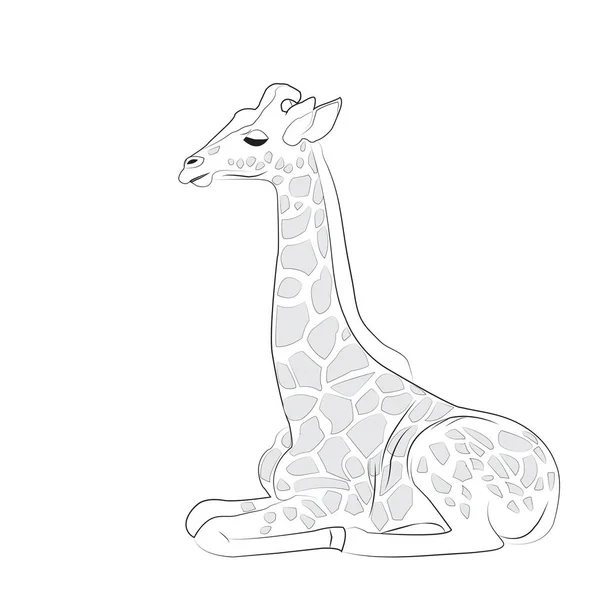 Black and white giraffe vector illustration — Stock Vector