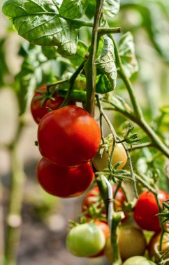 Taze Olgun kırmızı domates ve henüz bir domates dalında asılı Olgun olmayan bazı domates bitki 