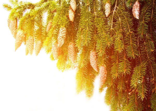 Fir Branch Covered Snow Winter Landscape — Stock Photo, Image