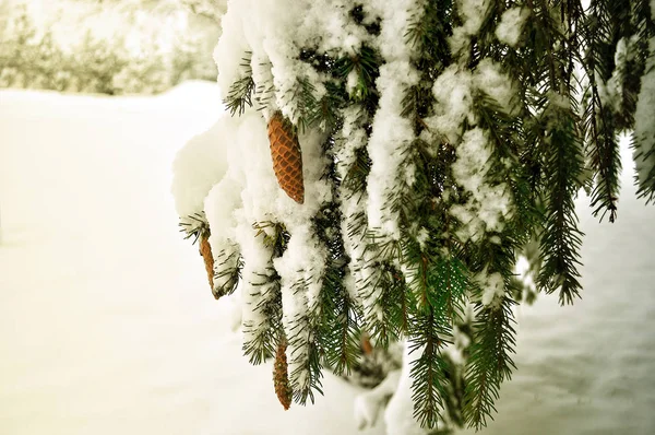 Пихтовая Ветвь Покрыта Снегом Зимний Пейзаж — стоковое фото