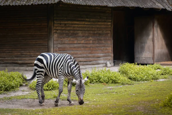 Zebra ot yiyor