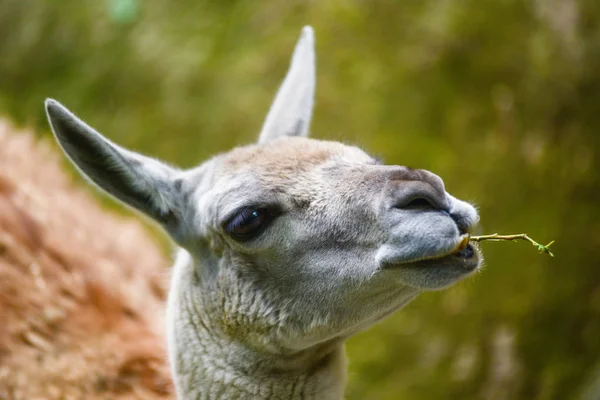 lama baş çiğneme otu