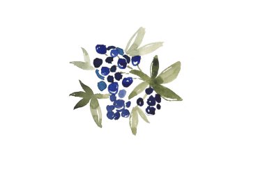 Yaban mersini. Suluboya botanik illüstrasyon.