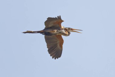 Heron, Purpurreiher, Ardea purpurea mor