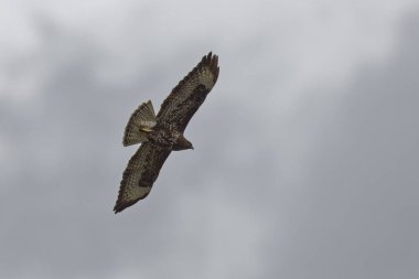 Yılan kartalı, Schlangenadler, – Circaetus gallicus bozkır