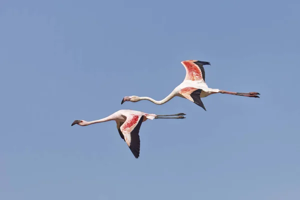 Menor Flamingo Zwergflamingo Phoeniconaias Minor Phoenicopterus Minor Greater Flamingo Rosaflamingo Imagens Royalty-Free