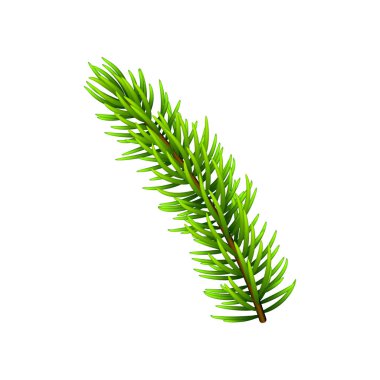 Vektör çizim üzerinde beyaz izole Noel ağacı dalı. Çam ağacı / köknar dalı. Noel, yeni yıl ve kış dekorasyonları için kullanılabilir.