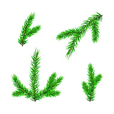 Noel ağacı dalı üzerine beyaz izole kümesi. Vektör çizim çam ağacı / köknar dalı. Noel, yeni yıl ve kış dekorasyonları için kullanılabilir.