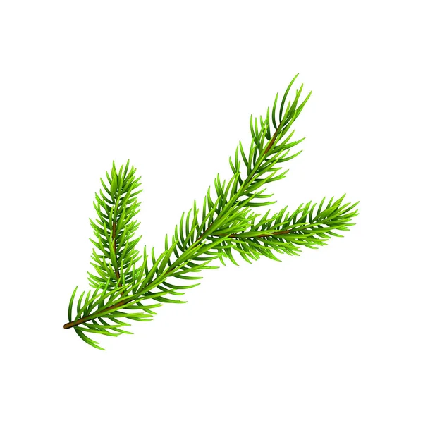 Vektorové Ilustrace Vánoční Stromek Větve Izolované Bílém Borovice Jedle Větev — Stockový vektor