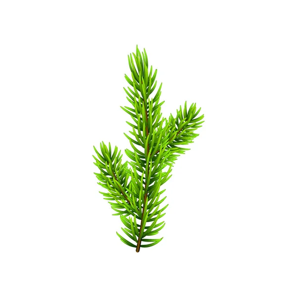 Vectorillustratie Christmas Tree Branch Geïsoleerd Wit Naaldboom Fir Tak Kan — Stockvector