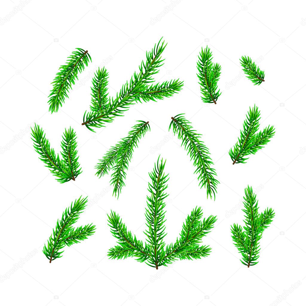 Set of Christmas tree branch isolated on white. Vector illustration Pine tree / fir branch. Could be used for Christmas, New year and winter decorations.