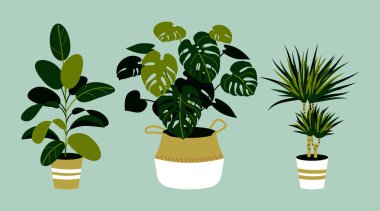 Ev bitkileri, ficus, monstera, mavi izole dracaena dahil kümesi. Ev bitkiler tencere. İç tasarım öğeleri.