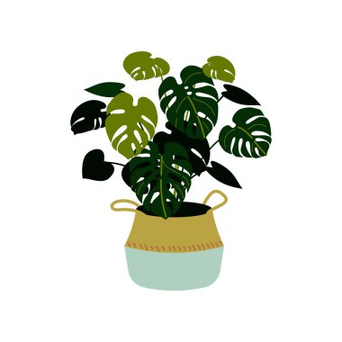 Beyaz izole bir monstera vektör Illustration. Ev bitki bir tencerede. İç tasarım öğesi.