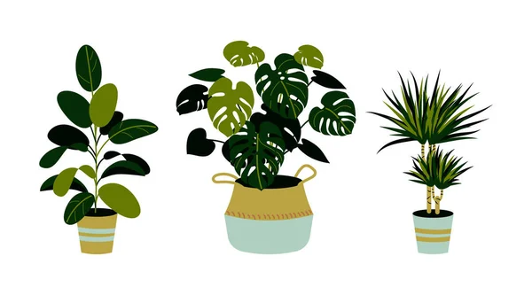 Ev bitkileri, ficus, monstera, üzerinde beyaz izole dracaena dahil kümesi. Ev bitkiler tencere. İç tasarım öğeleri.