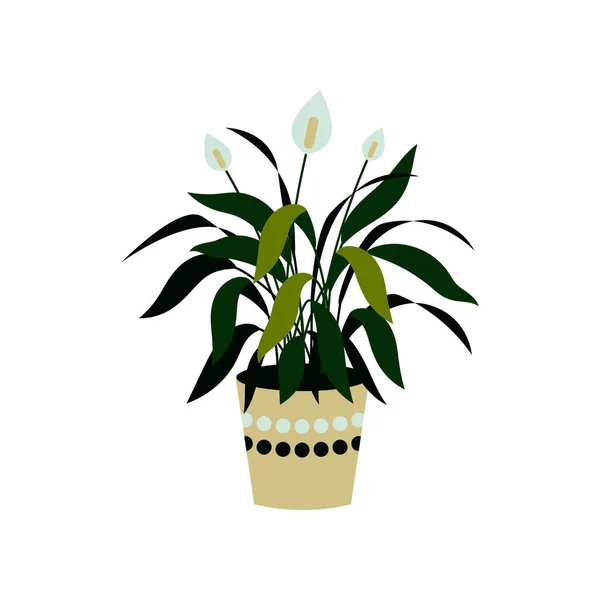 Vektorillustration Eines Auf Weiß Isolierten Spathiphyllums Hausstaude Topf Innenarchitektur Element — Stockvektor