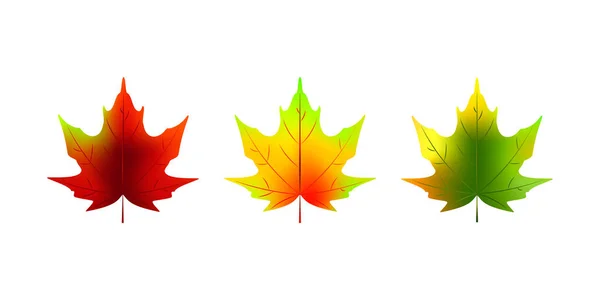 Set van kleurrijke realistische herfst Maple verlaat geïsoleerd op wit. — Stockvector