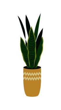 Beyaz üzerine izole edilmiş saksı sansevieria vektör illüstrasyon. H