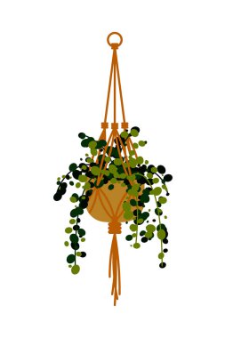 Vector illustration of a potted climbing plant isolated on white clipart