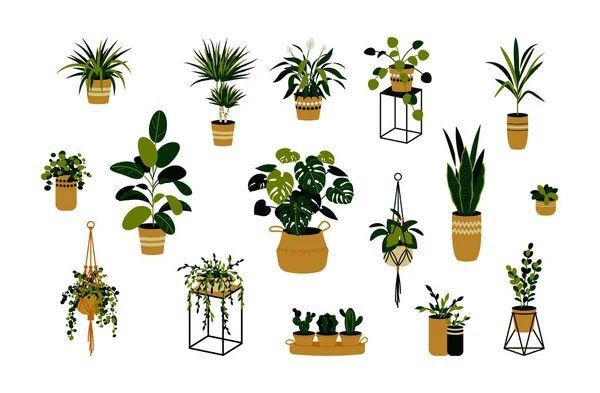 Conjunto de plantas caseras aisladas en blanco. Elementos de diseño de interiores de moda. Ilustración vectorial — Vector de stock