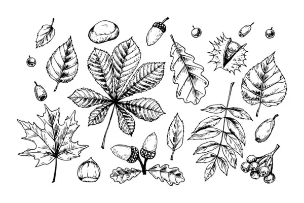 Detailní nákres podzimních listů a konstrukčních prvků lesních konstrukcí izolovaných na bílém. Vektorová ilustrace. Ročník umělecké linie — Stockový vektor
