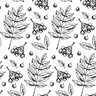 Rowan yaprakları ve çilek izole ile Botanik dikişsiz desen