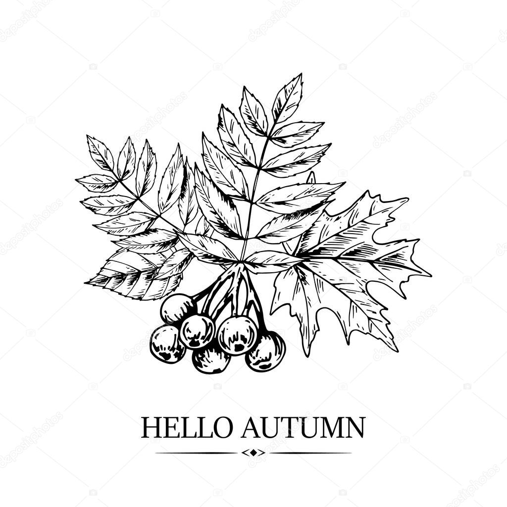 Hand drawn autumn design with maple leaf and rowanberries isolated on white background. Vector illustration
