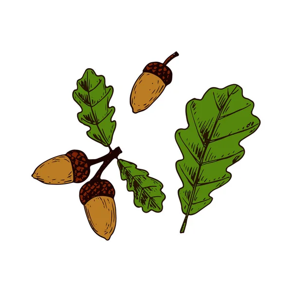 Hand Drawn Oak Leaves Acorns Isolated White Background Vector Illustration — Stock Vector