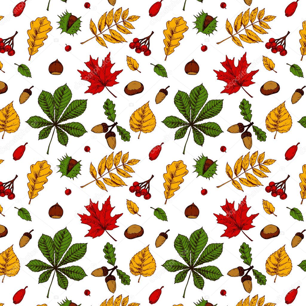 Autumn seamless pattern with leaves, acorns, nuts, berries isolated on white background. Hand drawn colored sketch vector illustration. Vintage line art