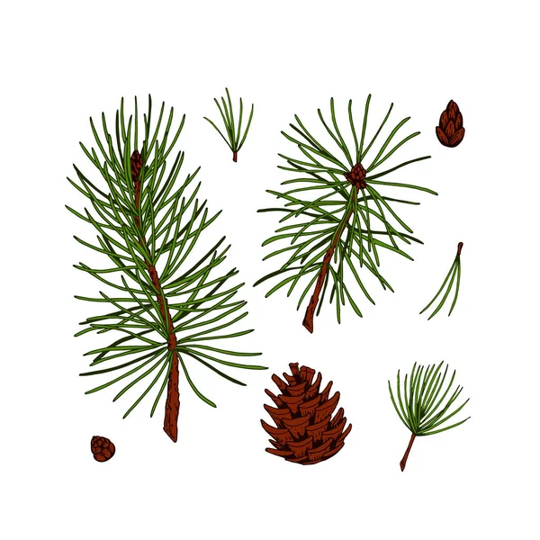 白い背景に隔離された色のスケッチスタイルで松の木の装飾要素のセット モミの枝やコーンクリスマスや新年の装飾のベクトルイラスト — ストックベクタ