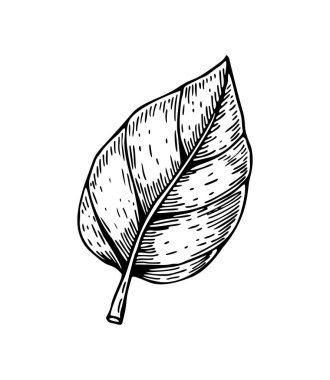 El çizimi yaprak beyaz arka planda izole. Robot resim biçiminde vektör illüstrasyonu