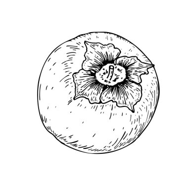 El çizimi hurmalar beyaz arka planda izole edilmiş. Robot resim biçiminde vektör illüstrasyonu