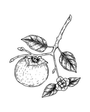 Beyaz arka planda meyveli, yapraklı ve çiçekli el yapımı hurma brunch 'ı. Robot resim biçiminde vektör illüstrasyonu