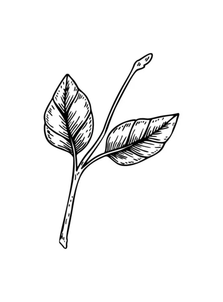 Handgezeichneter Zweig Mit Blättern Auf Weißem Hintergrund Vektorillustration Skizzenstil — Stockvektor