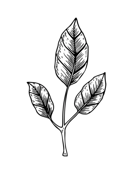 白地に葉を孤立させた手描きの枝 下絵風のベクターイラスト — ストックベクタ