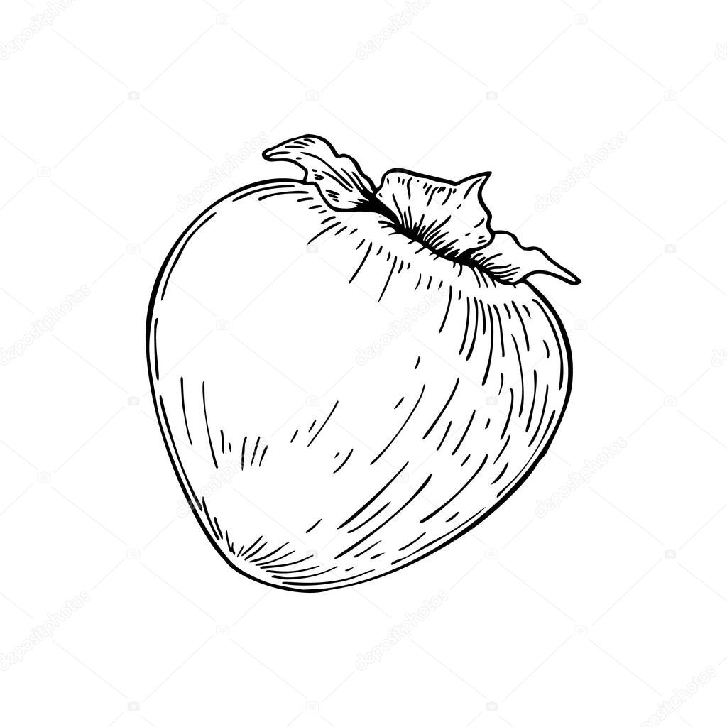 Hand drawn persimmon isolated on white background. Vector illustration in sketch style