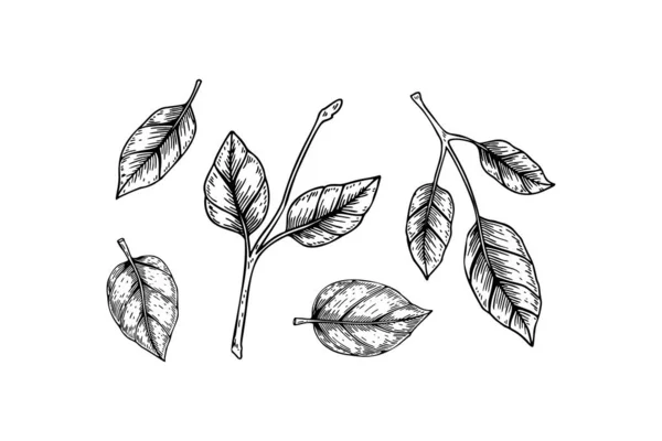 Ensemble Branches Dessinées Main Feuilles Isolées Sur Fond Blanc Illustration — Image vectorielle