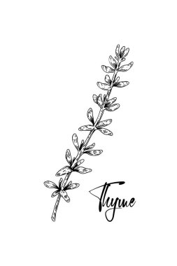 El çizimi kekik vektör çizimi beyaza izole edilmiş. Eskiz tarzında botanik bitkisi. Thymus vulgaris.