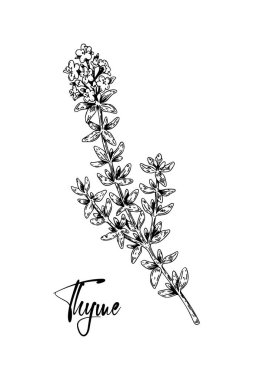 Beyaz üzerine izole edilmiş çiçek vektör illüstrasyonunda el çizimi kekik. Eskiz tarzında botanik bitkisi. Thymus vulgaris