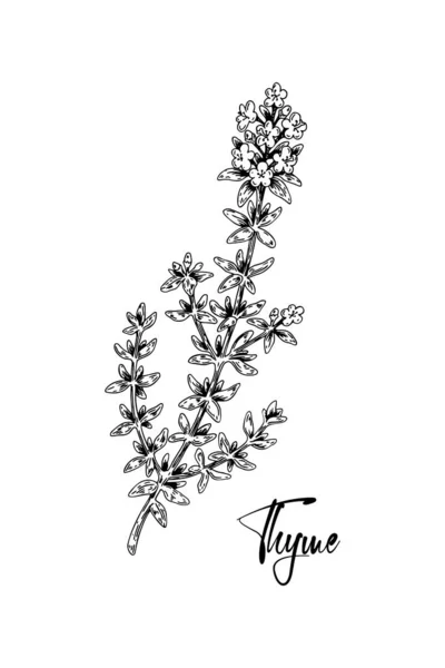 Ręcznie Narysowany Tymianek Ilustracji Wektora Kwitnienia Izolowany Białym Botaniczne Rośliny — Wektor stockowy