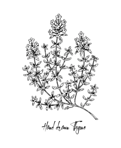 Handgezeichneter Thymian Blütenvektorillustration Isoliert Auf Weiß Botanische Kräuterpflanze Vintage Skizzenstil — Stockvektor