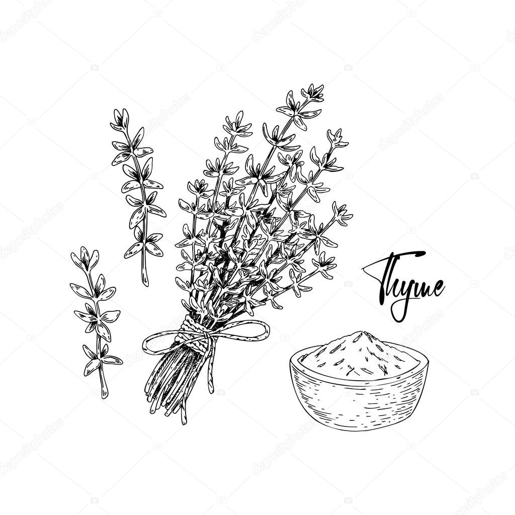 Hand drawn thyme bunch and dried spices vector illustration isolated on white. Botanical herbal plant in vintage sketch style. Thymus vulgaris.