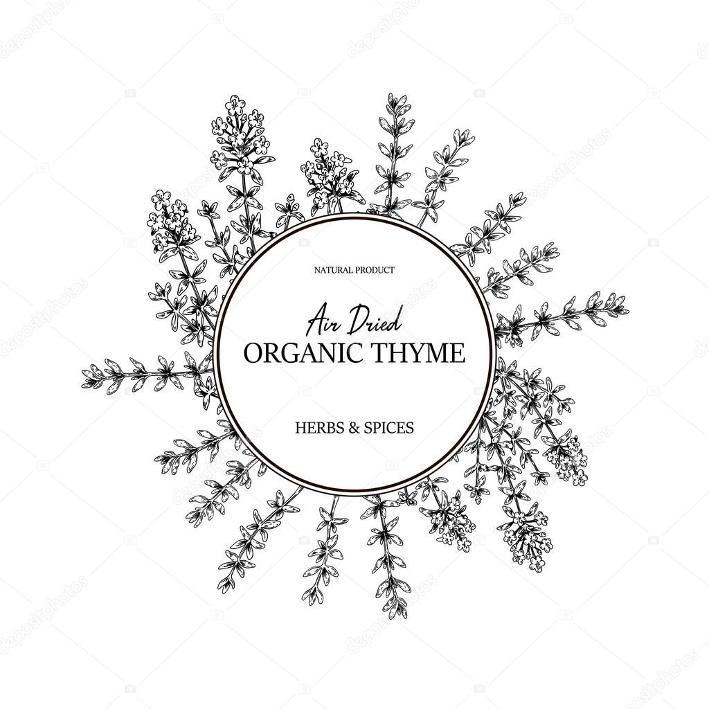 Hand drawn thyme circle frame. Vector illustration isolated on white. Botanical herbal plant in vintage sketch style. Thymus vulgaris.