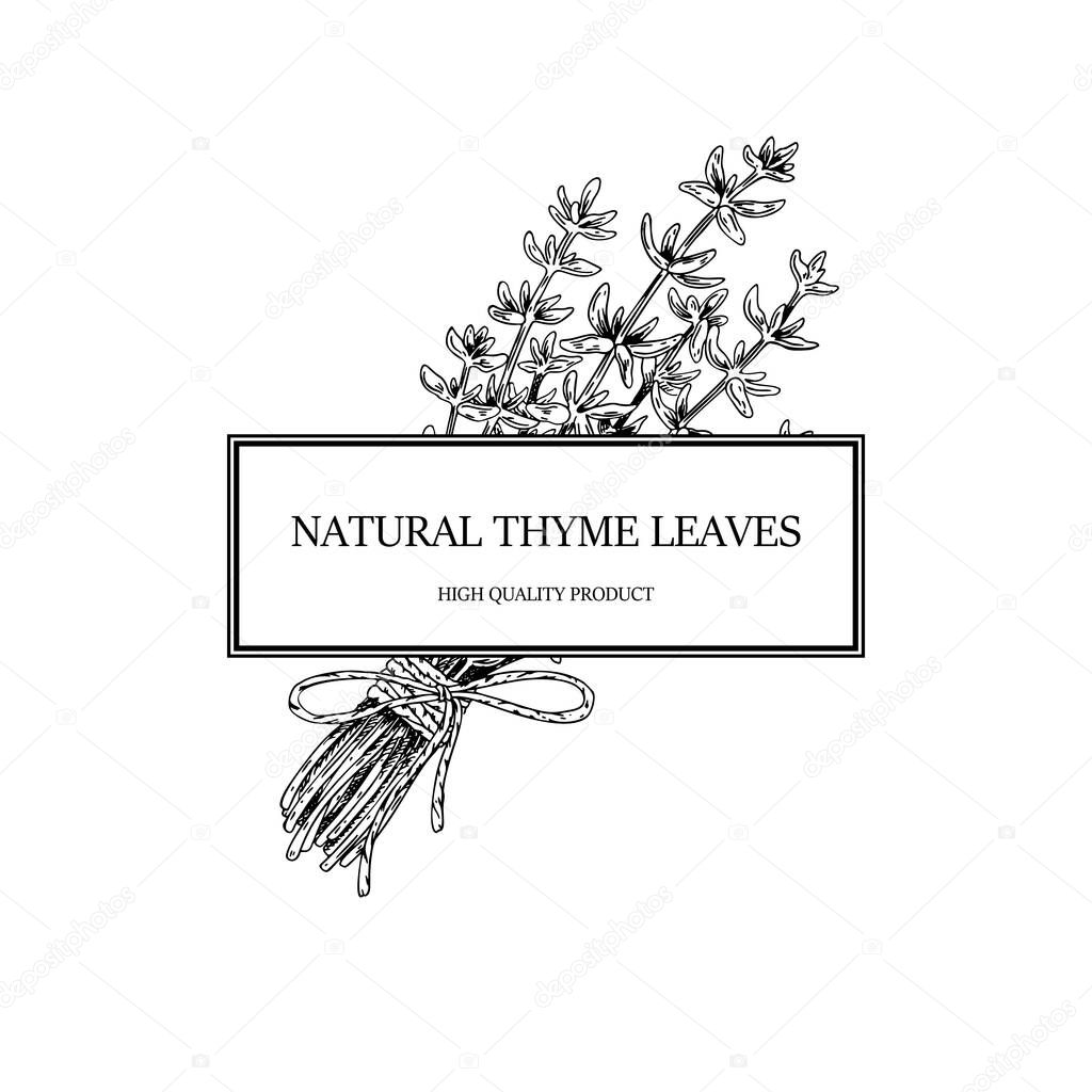 Hand drawn thyme frame. Vector illustration isolated on white. Botanical herbal plant in vintage sketch style. Thymus vulgaris.